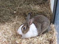 One of the many rabbits needing a home